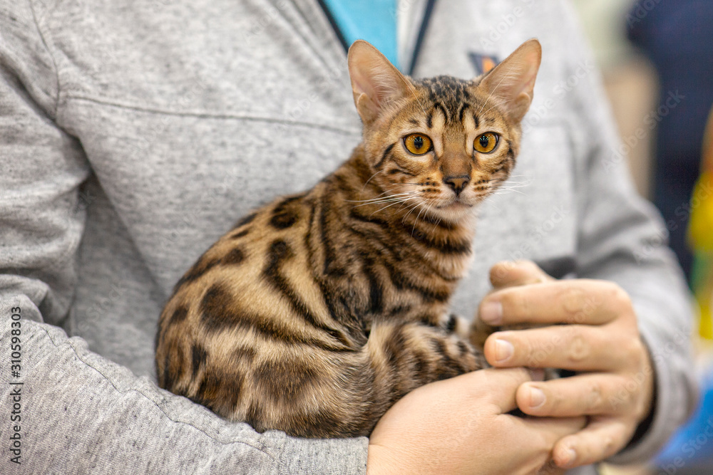 Naklejka premium Cute purebred bengal cat with yellow eyes sitting on owner hands, serious look right to the camera. Cat show atmosphere. Indoors, copy space, soft selective focus.