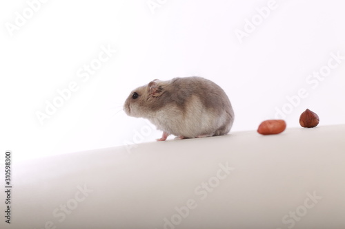 Nice hamster on a white background.