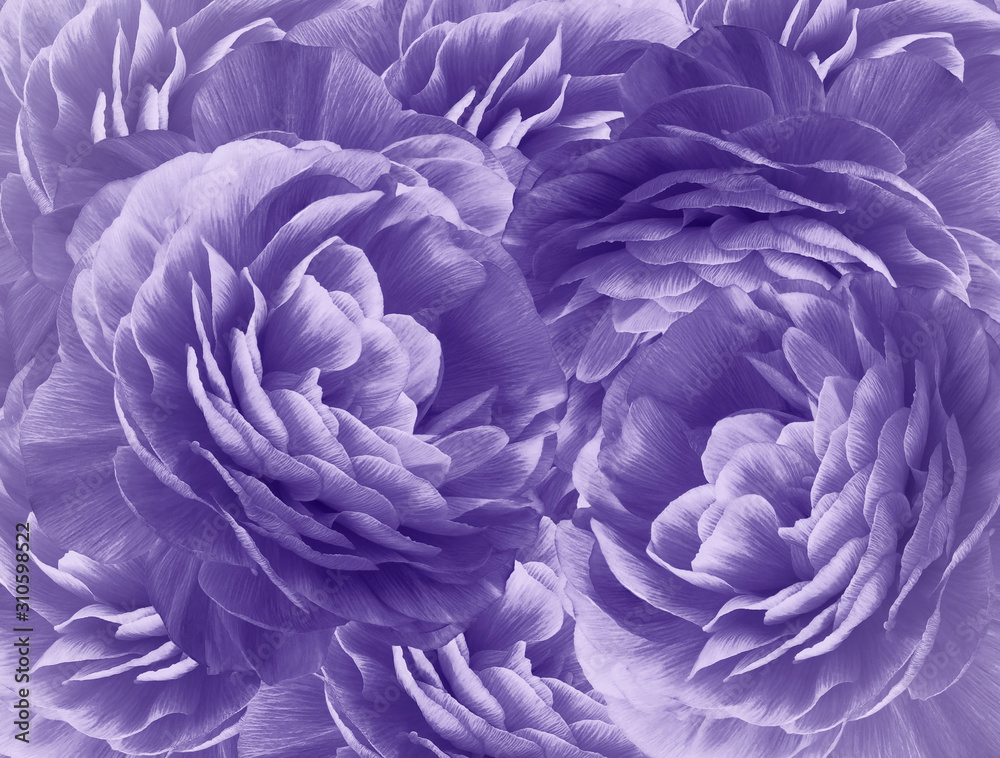 Floral purple background. A bouquet of  purple  roses  flowers.  Close-up.   floral collage.  Flower composition. Nature.