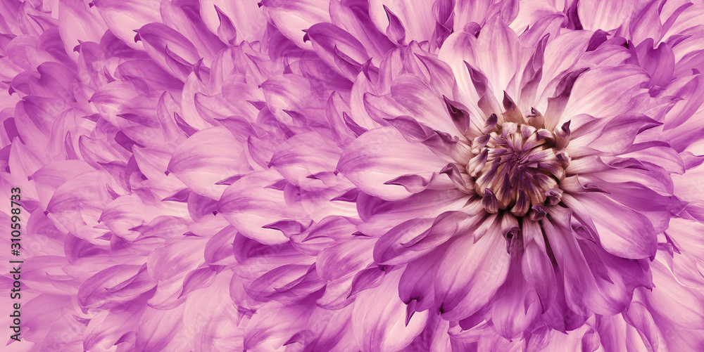 Floral pink background. A bouquet of pink flowers dahlias. Close-up. floral collage. Flower composition. Nature. Floral pink background. A bouquet of pink flowers dahlias. Close-up. floral collage. Flower composition. Nature.
