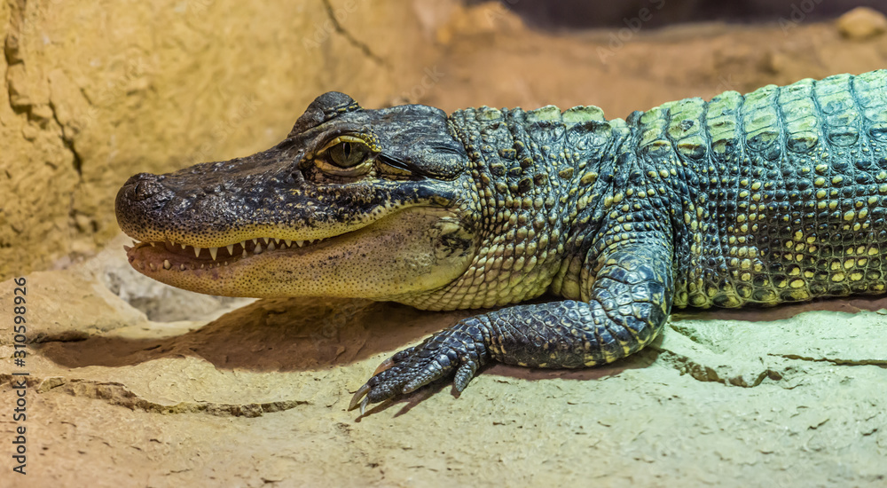 side portrait of middle sized crocodile side portrait of middle sized crocodile