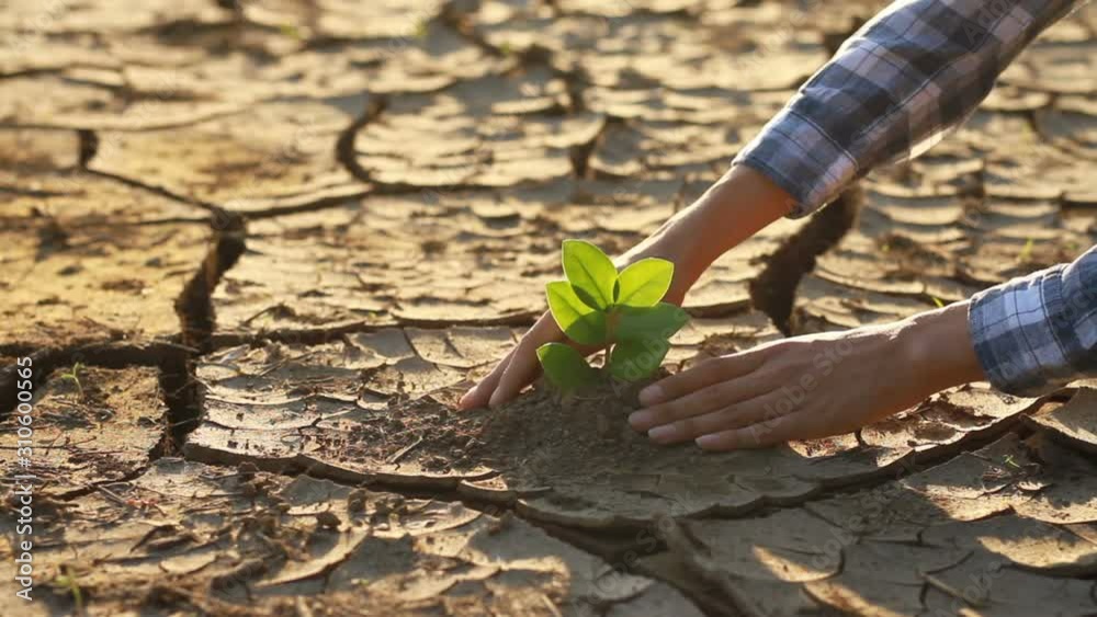 Hand of young man planting tree on dry cracked land metaphor climate change and global warming solution, environment conservation, earth day and sustainable development