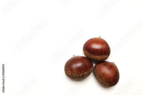 Chestnut close-up © Song