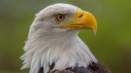 Wandcirkels Olijfgroen Amerikaanse zeearend portret close-up  © Jeff Rzepka/Wirestock