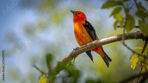 Scarlet Tanager © Wirestock 