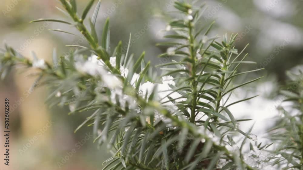 Rack focus of ice and snow on the branches of a blue spruce tree.