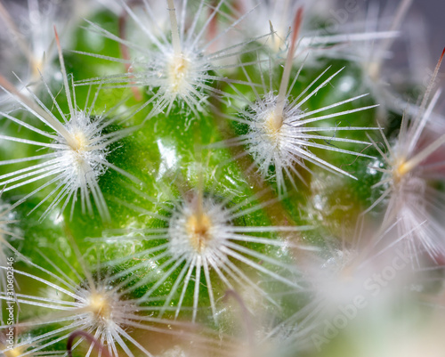 Detail of a cactus as a background