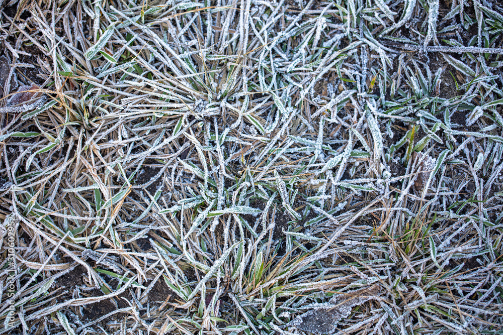 Hoarfrost on the grass as an abstract background Hoarfrost on the grass as an abstract background