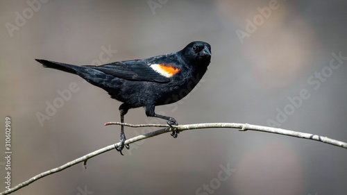 Red Winged Blackbird photo