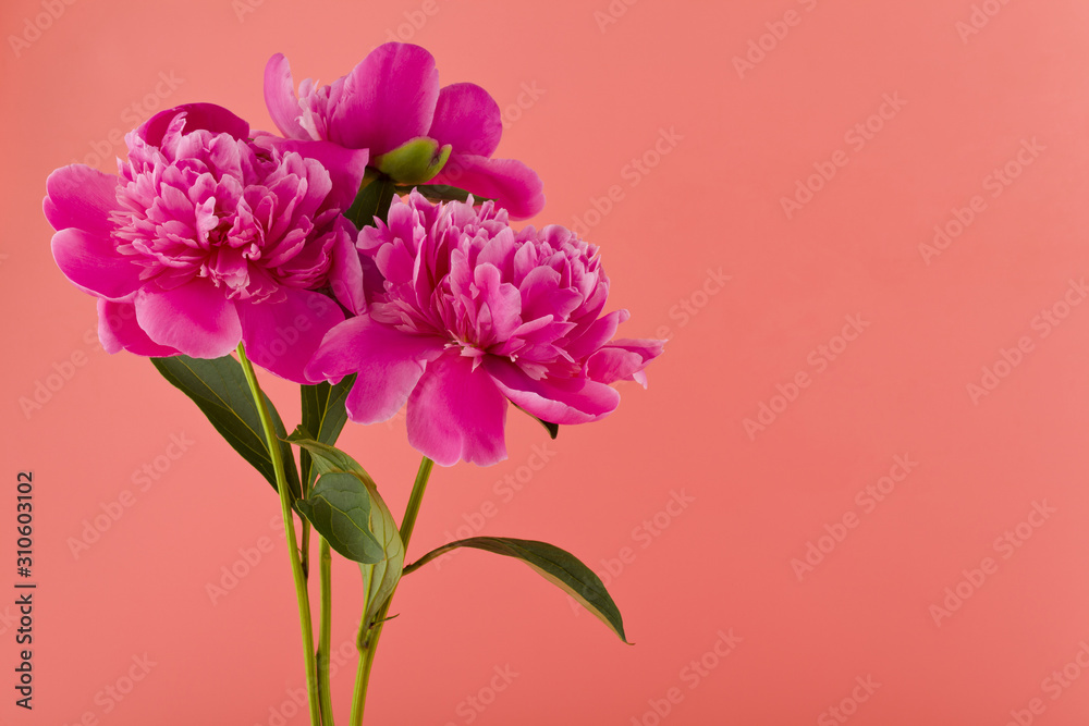 Pink peonies flowers on a pink background close-up.