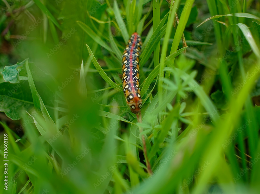 large multicolored horned caterpillar crawling on grass, Russia.