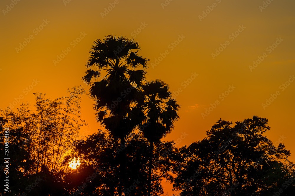 orange sky after the sunset.silhouettes of tree with sky. orange sky after the sunset.silhouettes of tree with sky.