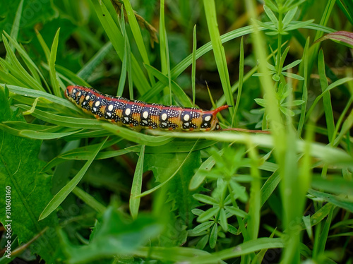 large multicolored horned caterpillar crawling on grass, Russia.