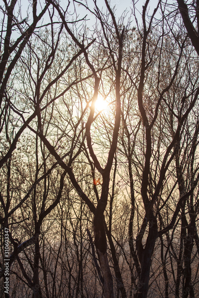 Leafless tree branches at dawn of the sun Leafless tree branches at dawn of the sun