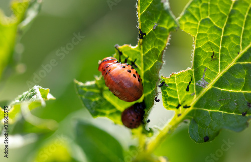 Colorado potato beetle in the garden