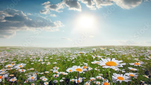 summer landscape. field of blooming daisies.