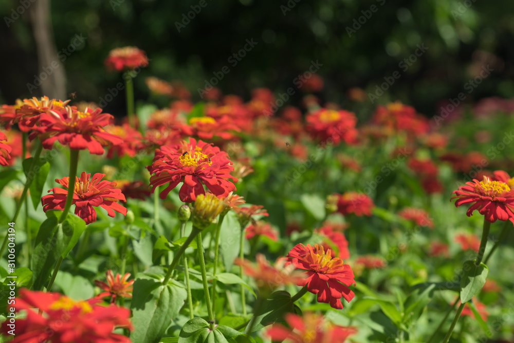 Red zinnia flower in garden outdoors with blooming on beautiful background