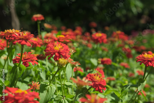Red zinnia flower in garden outdoors with blooming on beautiful background