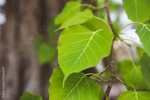 Bo leafs