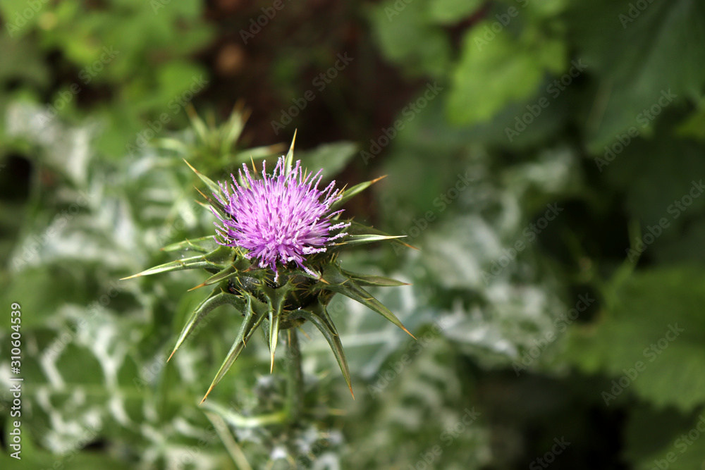 Silybum marianum, also known as a Holy Thistle in full splendor .This species is an annual or biennial plant of the Asteraceae family. This fairly typical thistle has red to purple flowers . Silybum marianum, also known as a Holy Thistle in full splendor .This species is an annual or biennial plant of the Asteraceae family. This fairly typical thistle has red to purple flowers .