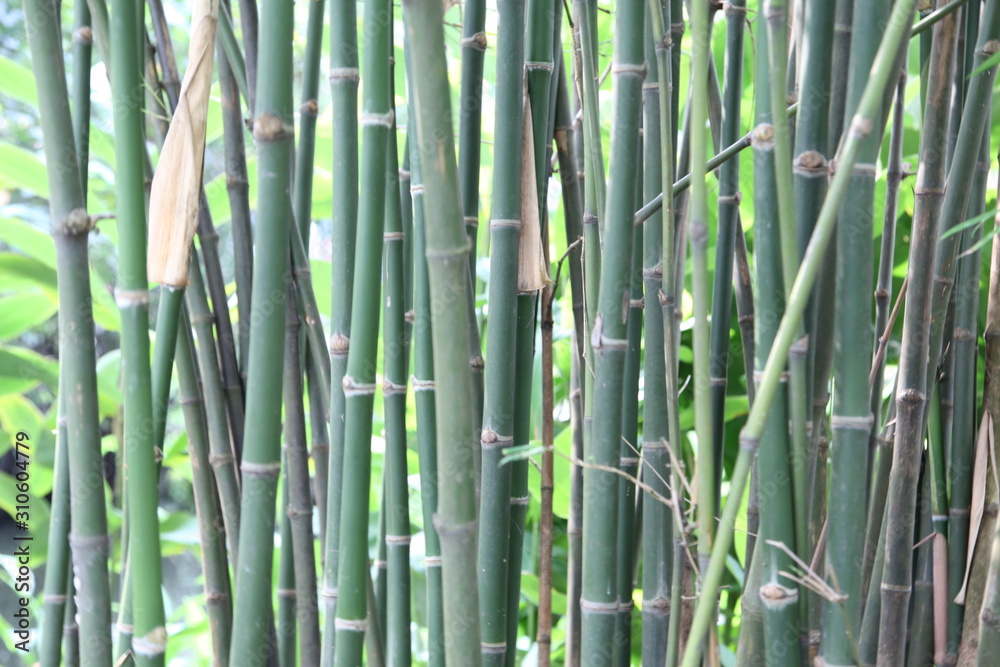 Green bamboo forest background Green bamboo forest background