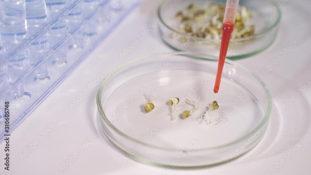 A scientist in a modern laboratory is conducting an experiment on plant seeds. Concept - studies of genetically modified plants, agricultural research A scientist in a modern laboratory is conducting an experiment on plant seeds. Concept - studies of genetically modified plants, agricultural research