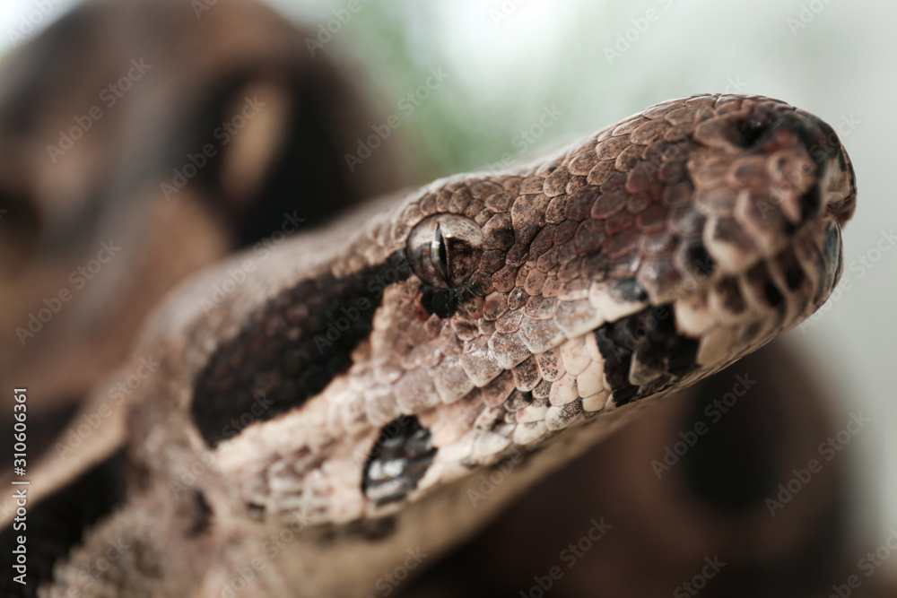 Obraz premium Brown boa constrictor outdoors, closeup. Exotic snake