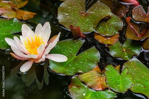 Lotus flower or water lily marliacea rosea in garden pond. Selective focus. Contrasting closeup of Nymphaea. Summer floral landscape  wallpaper and nature background concept.