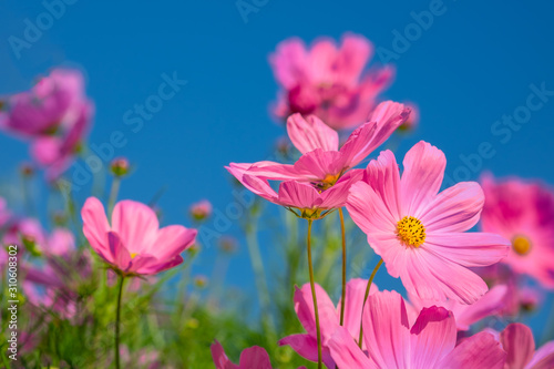 Beautiful pink cosmos flower field in outdoor floral garden meadow blue-purple background in vintage style. Colorful cosmos flower blooming nature in winter spring season.