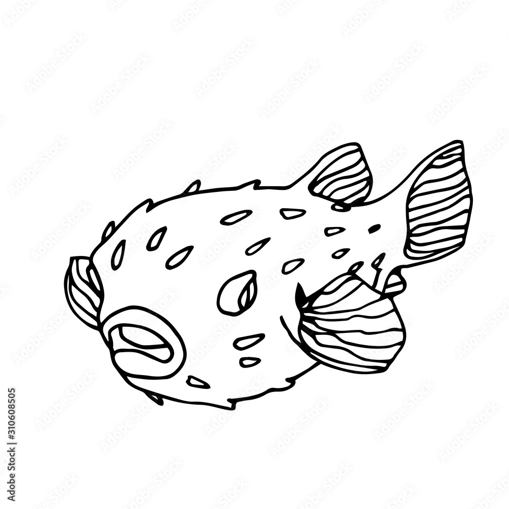dangerous, poisonous, exotic, delicious puffer fish with spikes