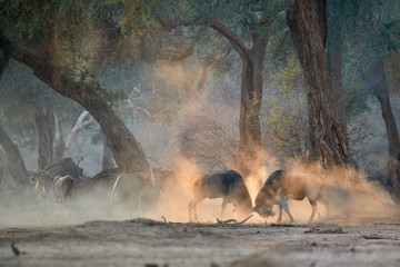 Two large male Eland antelopes, Taurotragus oryx, fighting in an orange  cloud of dust backlighted by rays of morning sun. Low angle,  photo of wild animals, walking safari in Mana Pools, Zimbabwe.