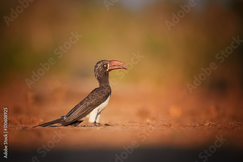 Crowned Hornbill, Lophoceros alboterminatus, close up african bird with huge red beak, feeding on insects on ground. Low angle photo.  Zambezi river flood plains safari, Mana Pools, birds of Zimbabwe. photo