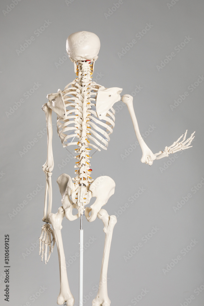 Artificial human skeleton model on grey background, back view Artificial human skeleton model on grey background, back view