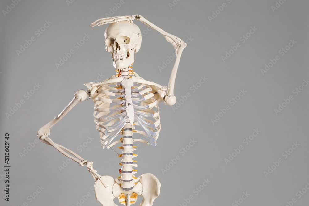 Artificial human skeleton model on grey background. Space for text