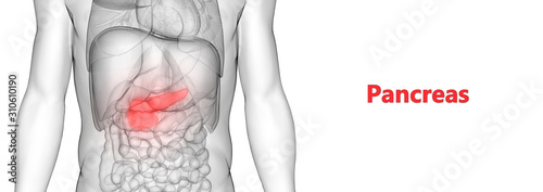 Human Internal Digestive Organ Pancreas Anatomy photo