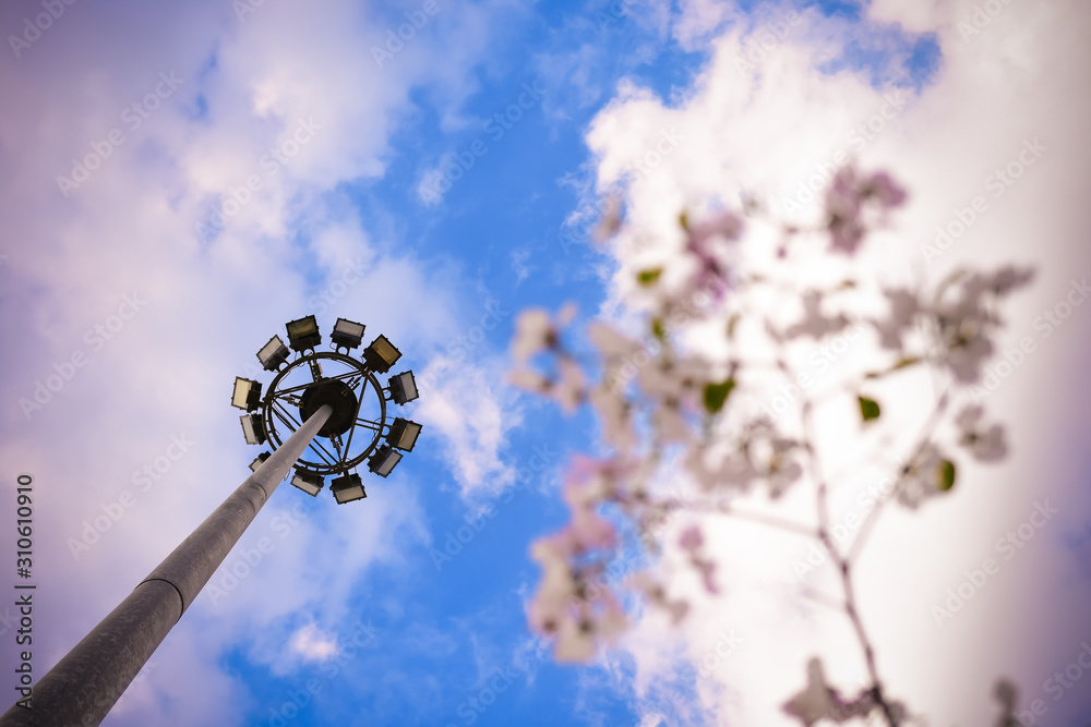 Obraz premium Spotlight and Lagerstroemia macrocarpa Wall Flower blur on Cloud sky background