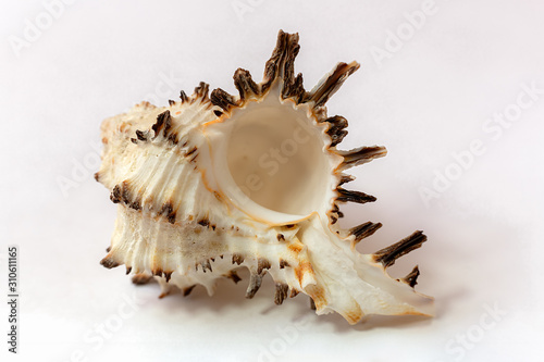 A murex mollusc sea shell  on white background photo