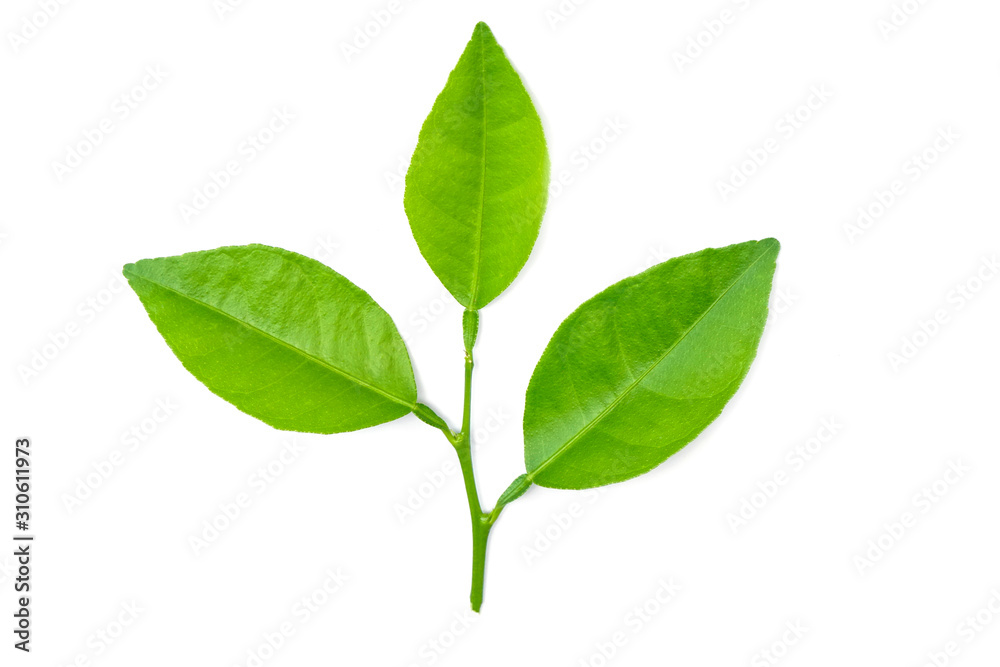 fresh green lemon leaves isolated on white background. lime leaf and green herbs for cooking fresh green lemon leaves isolated on white background. lime leaf and green herbs for cooking