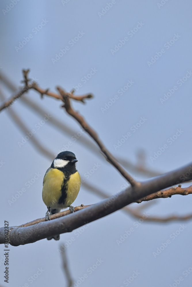 Great Tit Bird On A Branch Great Tit Bird On A Branch