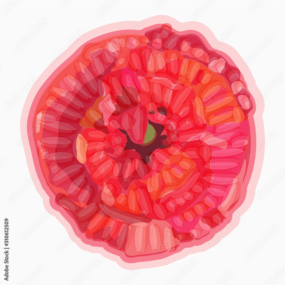 Poppy. Watercolor floral illustration. Floral decorative element.