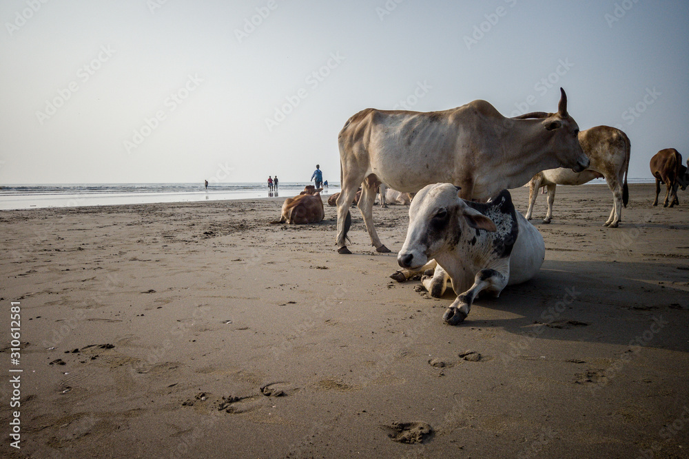Cows on the beach in India, cows resting on a beach in Goa. Holy Indian cows resting on the sea beach Cows on the beach in India, cows resting on a beach in Goa. Holy Indian cows resting on the sea beach