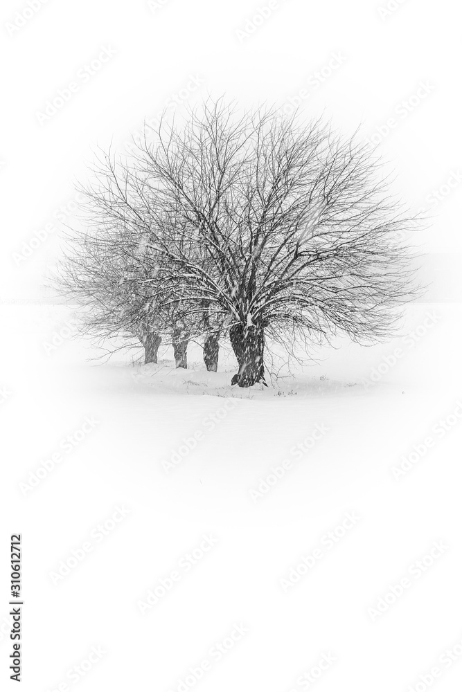 mulberry trees in winter with snow