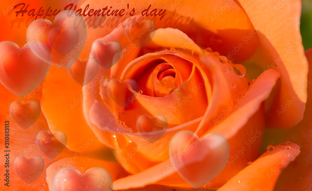 Orange rose on a orange background- valentines day, hearts