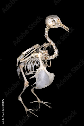 Isolated common pigeon (Columba livia Gmelin, 1789) skeleton (sublateral view) on a black background