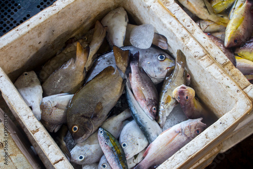 Fresh caught fish at the market in Negombo