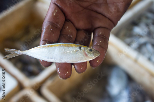 NEGOMBO, SRI LANKA - December 05, 2017: Fisherman holding caught fish. Sri Lanka.