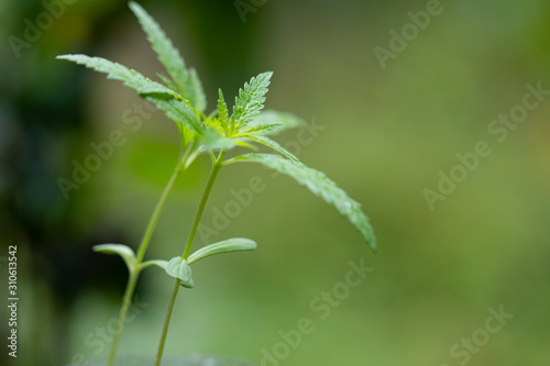 Beautiful leaves of marijuana cannabis and detail background of cannabis.