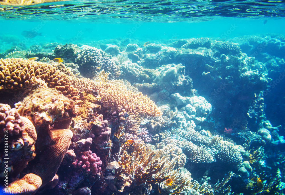 Obraz premium Coral reef