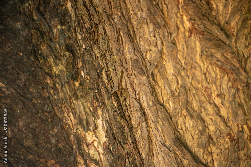 texture of bark of a tree