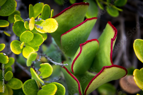 Fynbos vegetation, close up of a green succulent with red border, South Africa